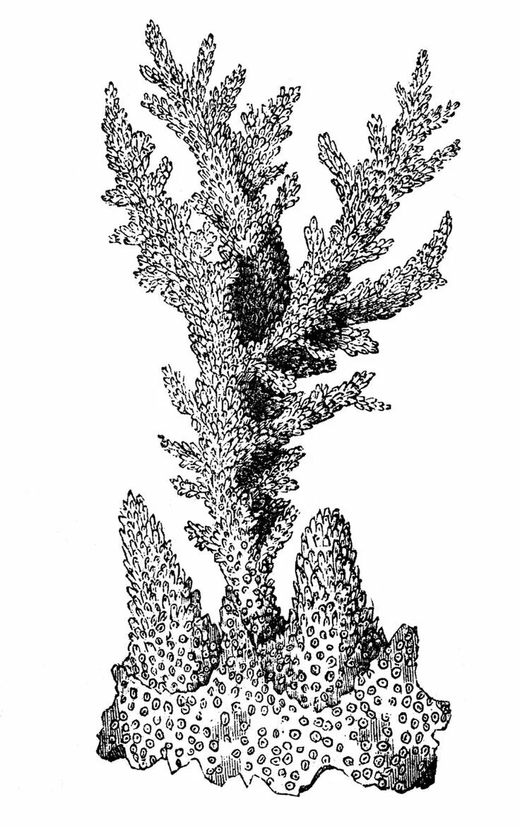 Морские кораллы. Кораллы абстракция. Водоросли арт. Риф кингмен. Морской коралл арт.