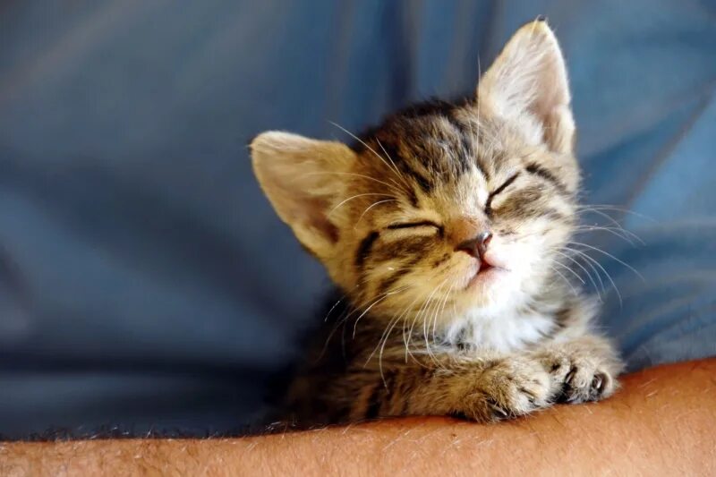 довольный кот. довольный котенок. довольный милый кот. котенок подмигивает. довольный котенок.