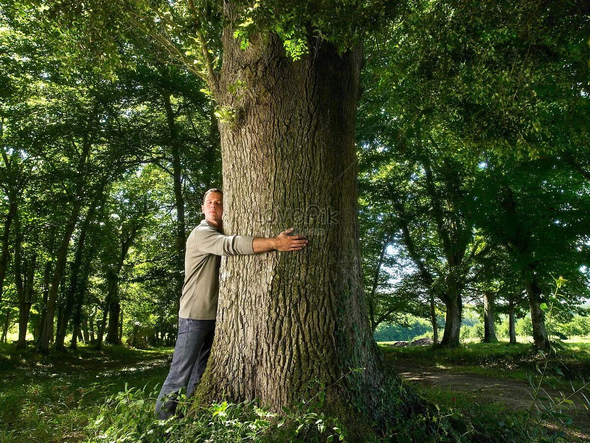 Человек под дубом. Обнимает дерево. Мужчина обнимает дерево. Дуб человек. Человек обнимает ствол дерева.
