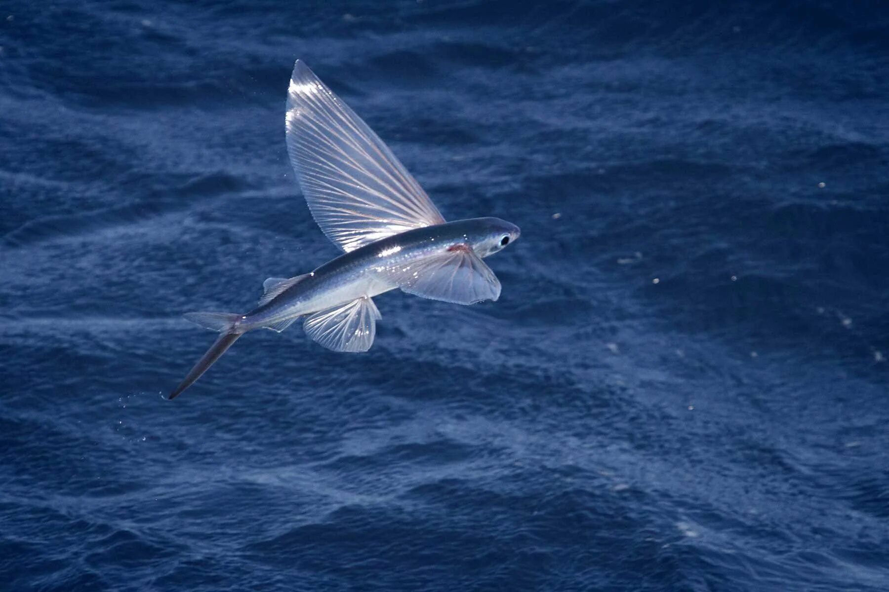 Летучая рыба цена. Японская летучая рыба Дальневосточный длиннокрыл. Четырёхкрылая летучая рыба. Летучая рыба биплан. Летучая рыба тобико.