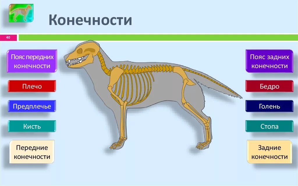 Скелет передних и задних конечностей млекопитающих. Скелет пояса задних конечностей млекопитающих. Кости пояса задних конечностей у млекопитающих. Кости пояса передних конечностей млекопитающих. Строение скелета передней конечности млекопитающих.