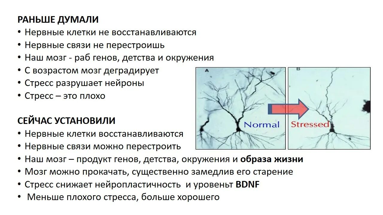 Нейропластичность мозга презентация. Нервные клетки восстанавливаются. Сколько восстанавливаются нервные клетки. Нейропластичность схема. Сколько восстанавливается нервная