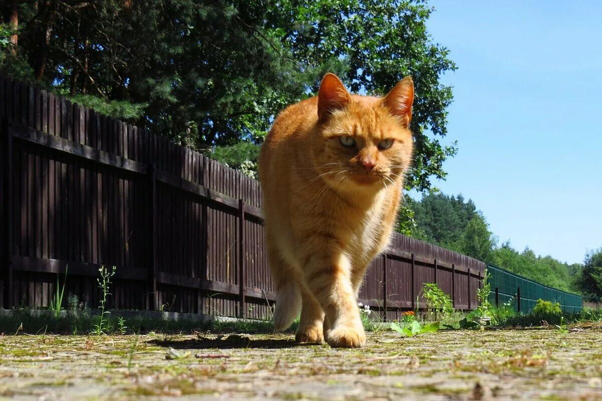 Как приучить кошку гулять