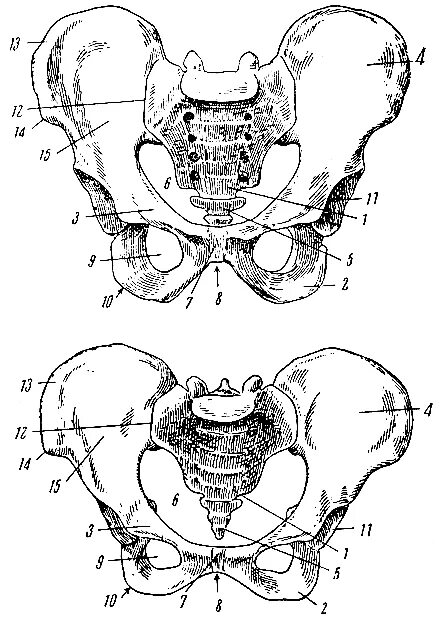 Кости таза анатомия мужчины. Кости таза женщины анатомия. Строение тазовой кости у мужчин. Анатомия скелета малого таза.