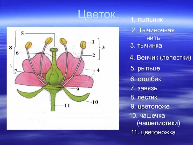 Строение цветковых рисунок. Цветок с тычиночной нитью цветоножка завязь. Изображение цветка тычиночная нить пыльник. Чашелистики пестик тычинки венчик. Пестик тычинка тычиночная нить.