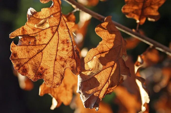 трепещет листва