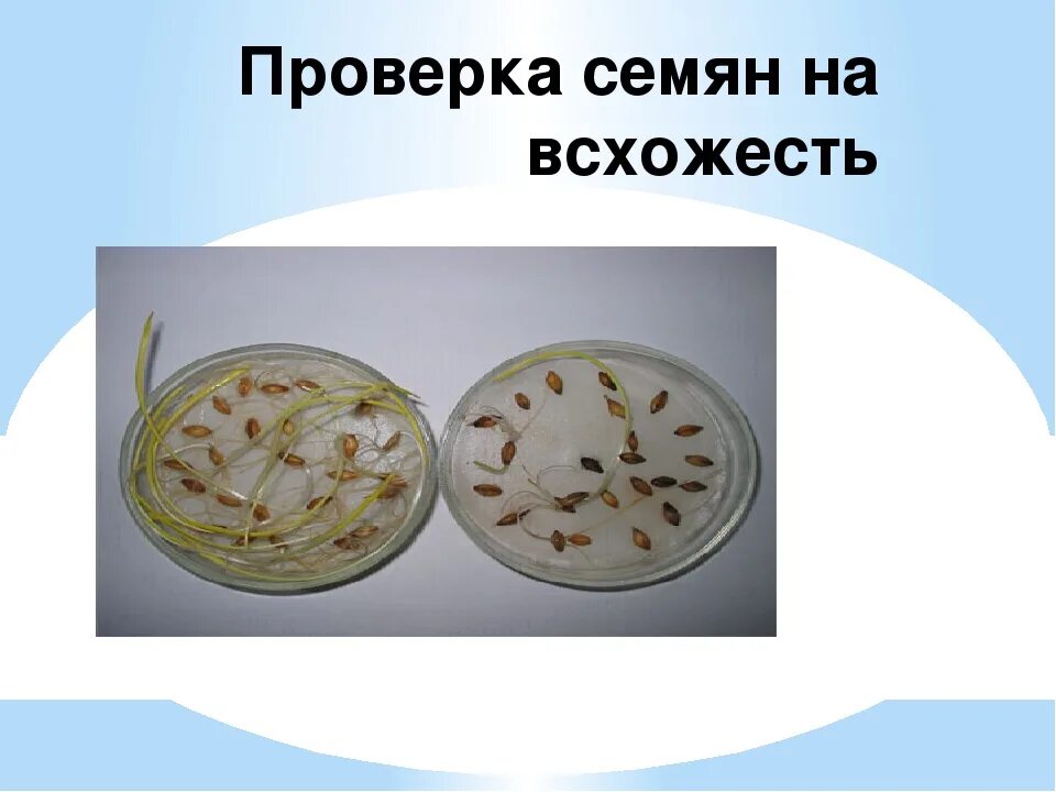 Проверка семян в воде. Проверяем семена на всхожесть. тест семян на всхожесть. проверка всхожести семян в домашних условиях. чашка петри для проращивания семян.