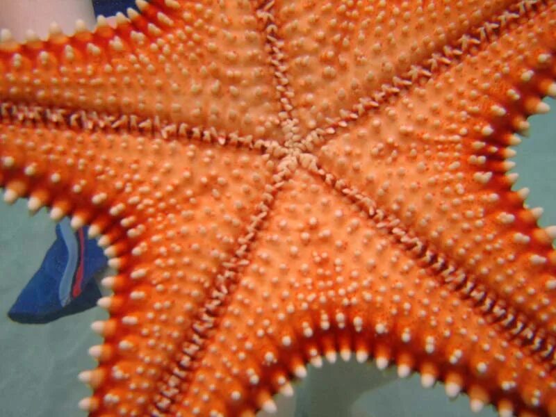 Лучевая симметрия моллюсков. Кульцита морская звезда. Патирия гребешковая. Морская звезда патирия. Морская звезда симметрия.