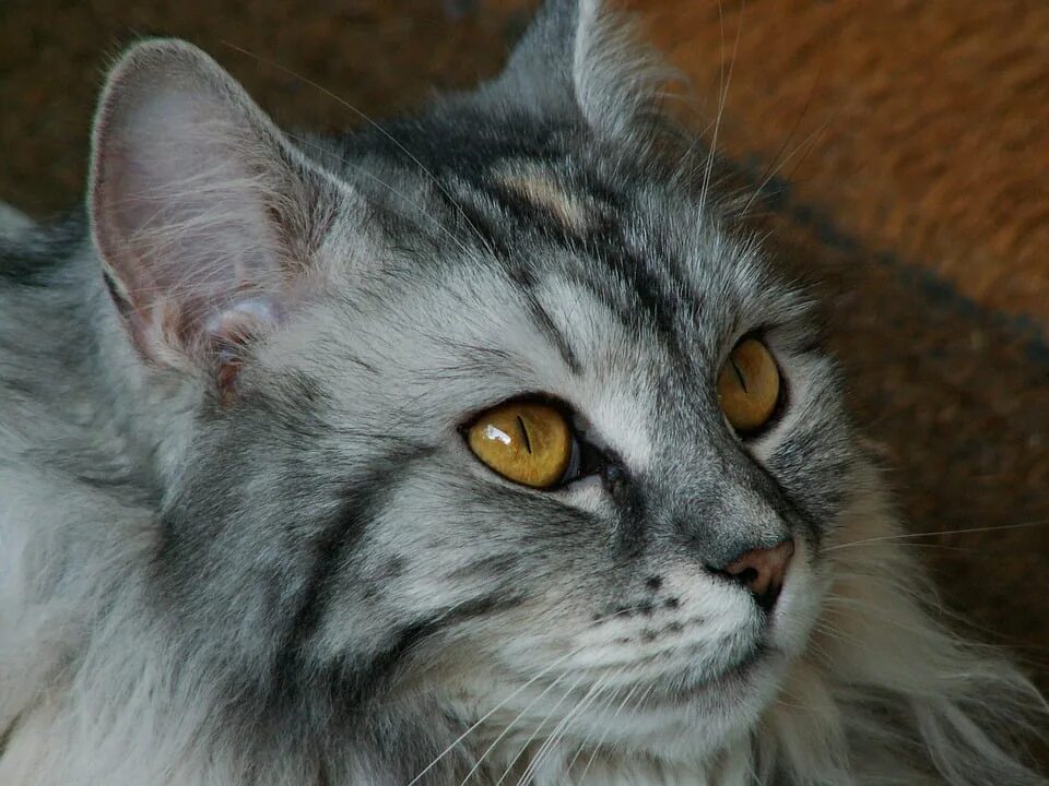 Как выглядит немецкая кошка Немец кошка найдено 90 картинок