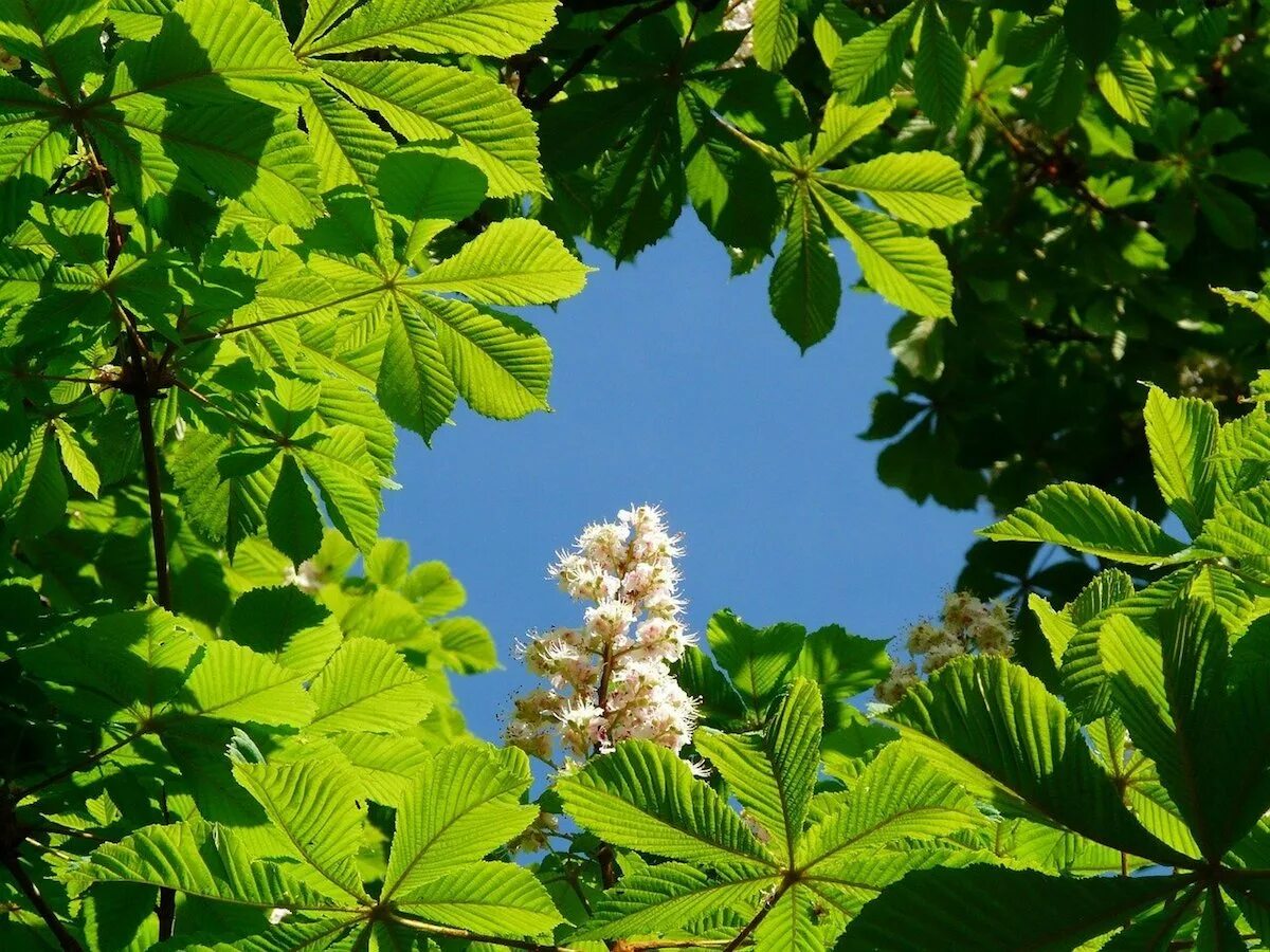 Каштан хвойное. Конский каштан обыкновенный. Каштан конский (Aesculus). Каштан конский зона USDA. Каштан обыкновенный Aesculus hippocastanum.