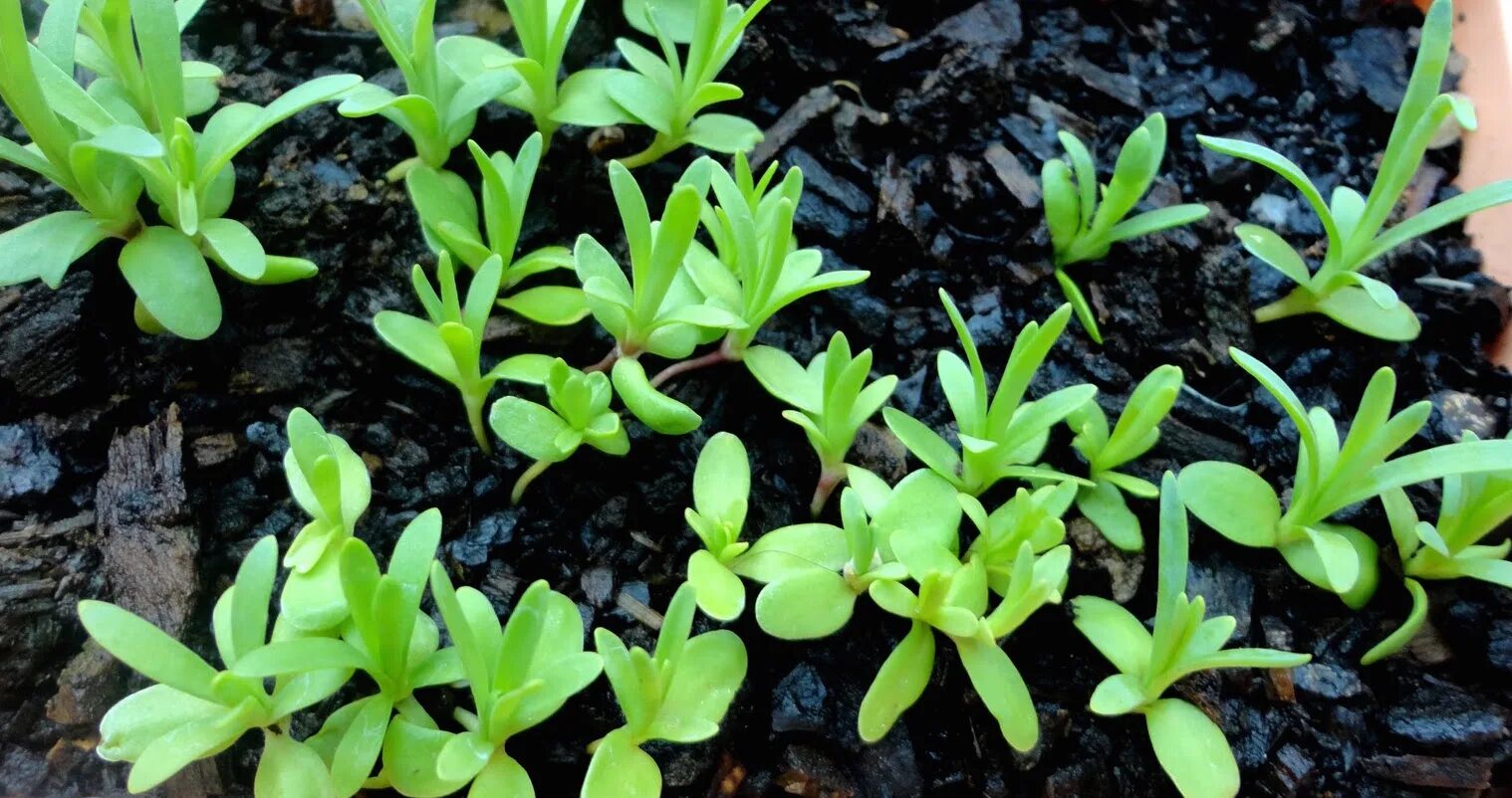 гвоздика шабо рассада. всходы гвоздики. всходы гвоздики. всходы гвоздики. гвоздика шабо всходы.