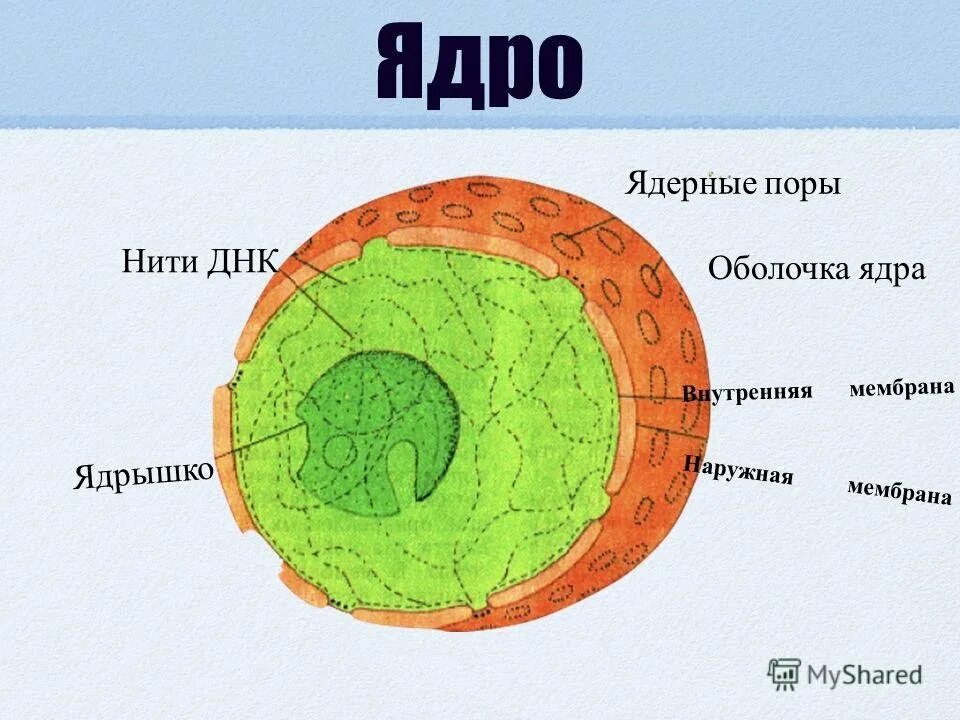 Строение ядра урок. Схема строения ядра клетки. Строение ядра клетки растения. Строение ядра биология. Строение ядра растительной клетки рисунок.