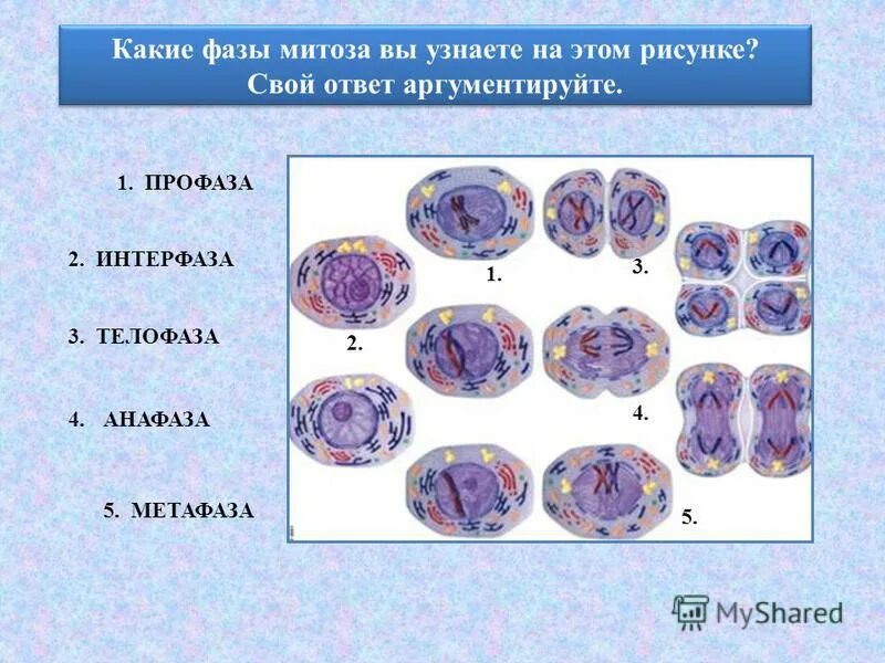 для профазы митоза характерно