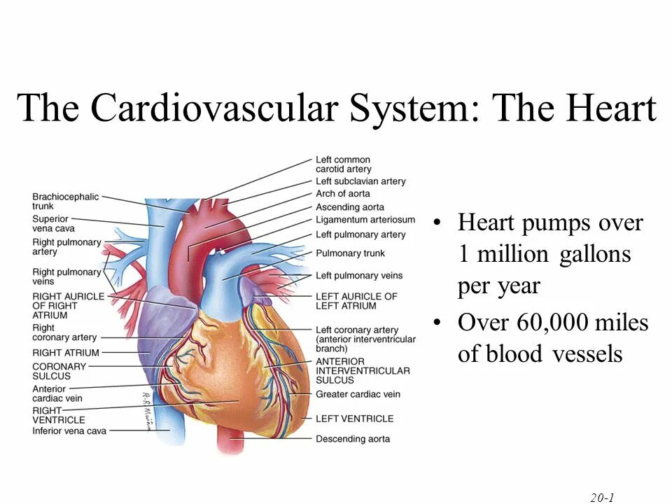 Cardiovascular system. Cardiovascular System structure. Heart. Cardiovascular System Blood structure.