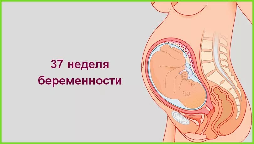 Расположение ребенка в животе. Положение ребенка на 37 неделе. Расположение ребенка на 37. 37 неделя признаки