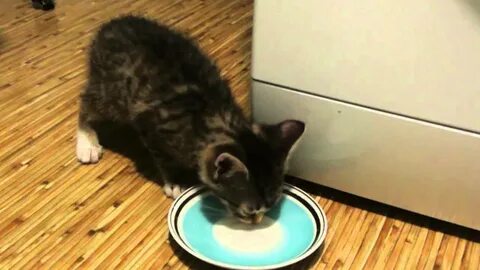 Котята выросли немножко а есть из блюдца