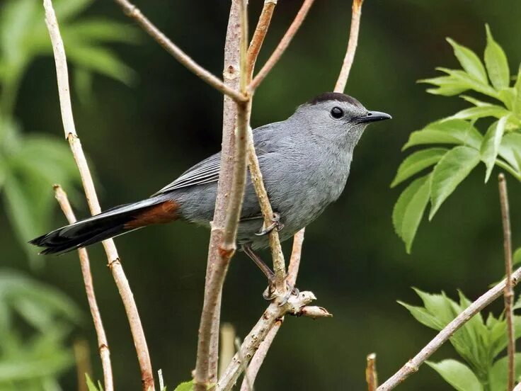 Серый волк серая птица на китайском. Catbird птица. Gray Catbird птица. Серая птица похожая на сороку. Серая птичка.