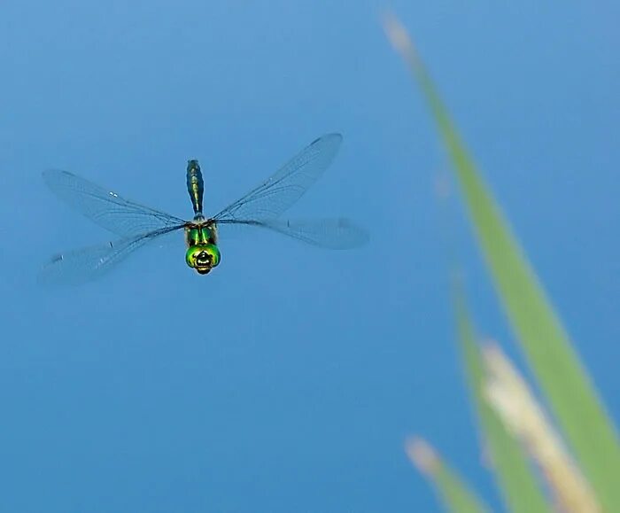 Плохо летающий. Ibq человек. Летающий самолет. Плохо летающий. Приземление парашютиста.