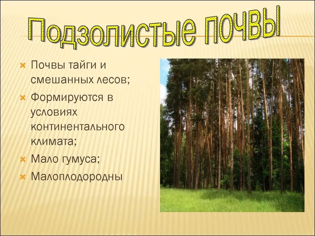 Почвы тайги. Смешанные леса почва. Гумус в смешанных лесах. Почва в смешанных лесах. Типы почв характерны для смешанных лесов