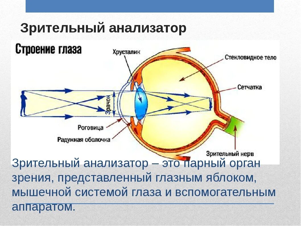 Роль органов зрения. Зрительный анализатор строение и функции биология 8 класс. Анализаторы зрительный анализатор строение. Строение анализатора зрения. Схема зрительного анализатора 8 класс.