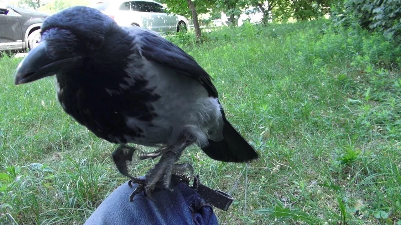 Говорящий ворон. Включи видео ворон. Включи видео ворон. Включи видео ворон. Вася ворон.