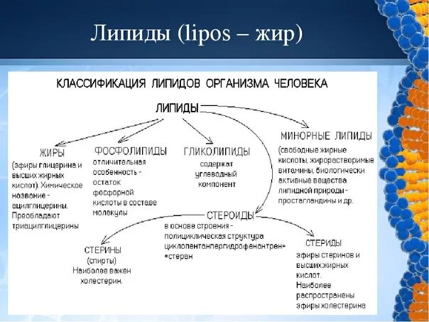 Основные липиды тканей человека. Строение липидов биология 10 класс. Липиды 10 класс биология конспект. Строение липидов биология 9 класс. Группы липидов и их функции.