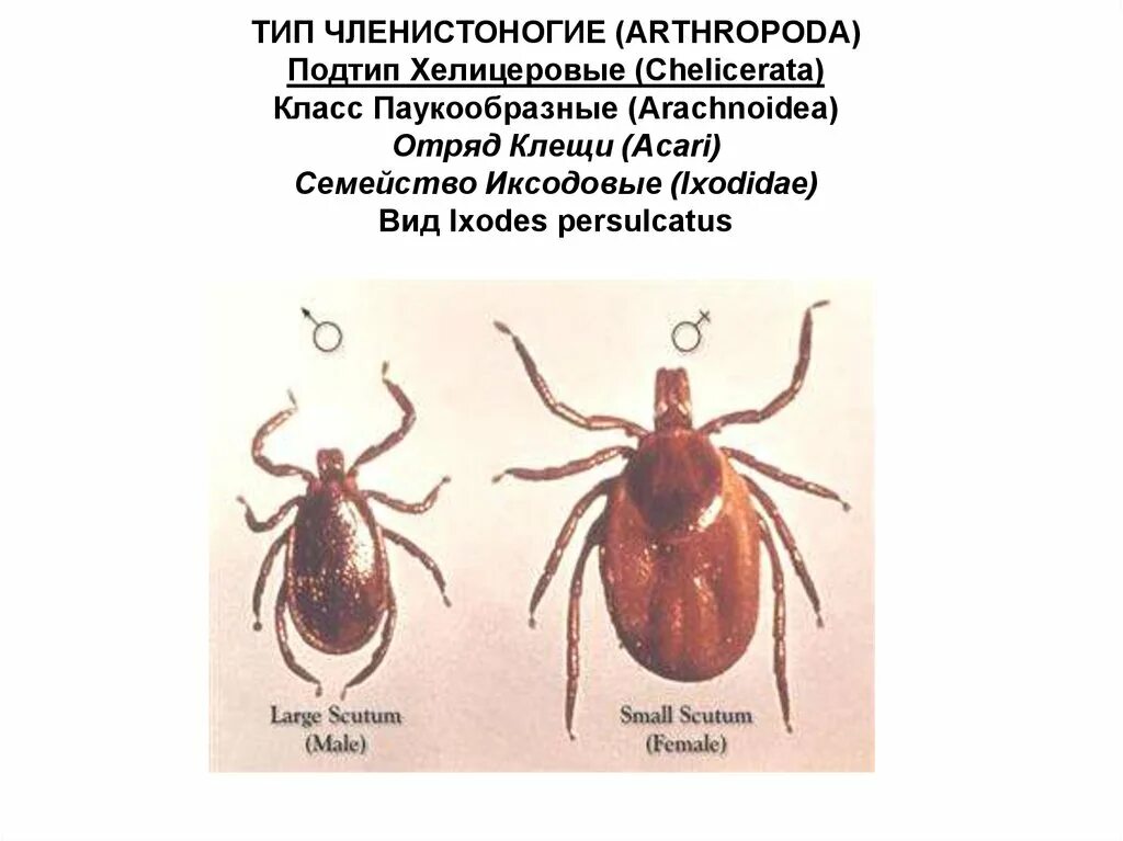 Классификация типа членистоногие. Классификация иксодовых клещей. Иксодовые клещи Тип класс отряд семейство. Иксодовый клещ классификация. Клещ Тип класс отряд.