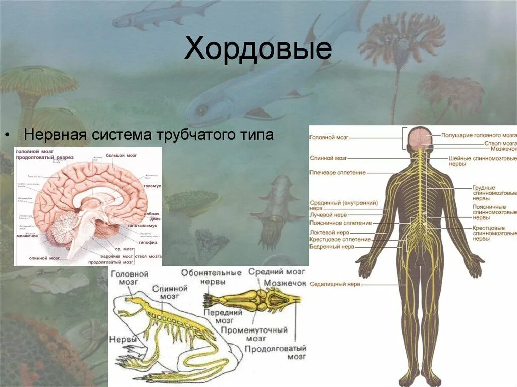 Относится ли человек к типу хордовые. Тип Хордовые представители. Человек Тип Хордовые. Человек к типу хордовых. Человек представитель хордовых.