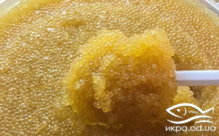 желтая икра из какой рыбы. желтая икра из какой рыбы. щучья икра белая. щучья икра. желтая мелкая икра.