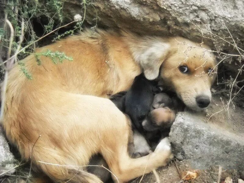 Маленьких бездомных животных