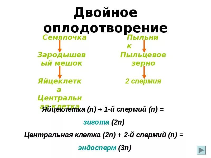 Описание двойного оплодотворения. Схема двойного оплодотворения у цветковых растений. Схема двойного оплодотворения у покрытосеменных растений. Двойное оплодотворение набор хромосом. Процесс двойного оплодотворения цветковых.