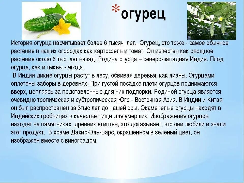 На какой день появляются огурцы. Доклад про огурец. Рассказ о культурном растении огурец. Сообщение о огурце. Культурное растение огурец доклад.