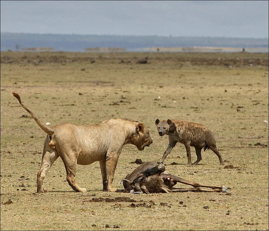 Epic cat fight in the savannah