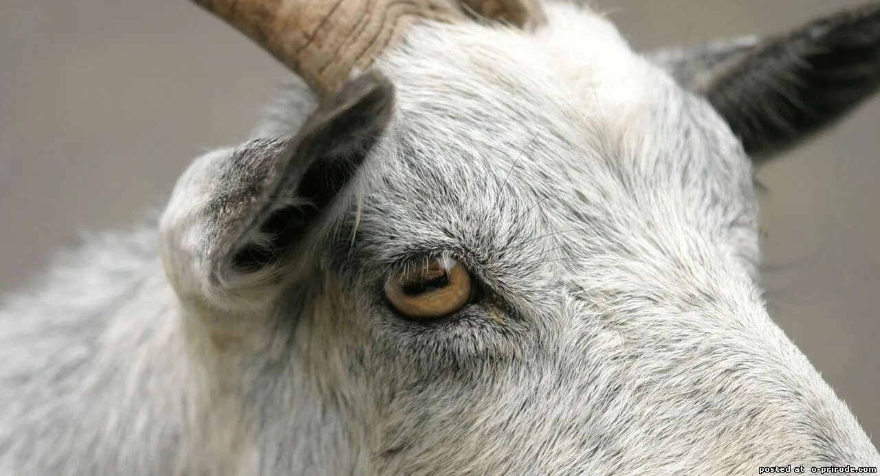 135 Amazing Facts for People Who Like Amazing Facts Animales de la granja, Masco