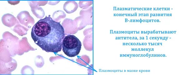 1 плазматическая клетка. Плазматические клетки мазок. Плазматические клетки в мазке крови. Плазматические клетки плазмоциты. Плазматические клетки в крови клетка.