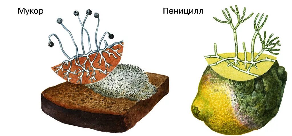 Грибы мукор пеницилл дрожжи. Плесневые грибы мукор и пеницилл. Плесневые грибы Mucor. Строение грибов мукор и пеницилл. Субстрат мукора.