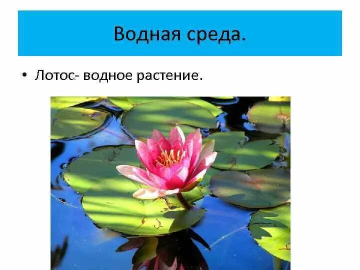 Особенности среды обитания кувшинки. Водные растения и животные. растения водной среды. адаптации водных растений.