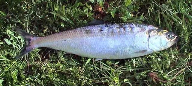 Волжская сельдь (лат. Alosa volgensis), Черноспинка, или залом (лат. Alosa kessl