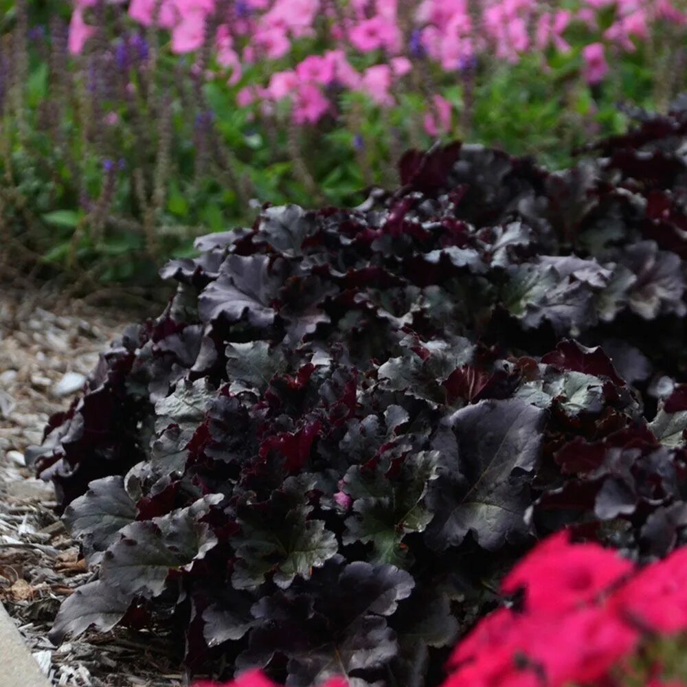 Гейхера блэк перл. Гейхера black pearl. гейхера heuchera black pearl. гейхера black pearl (блэк перл).