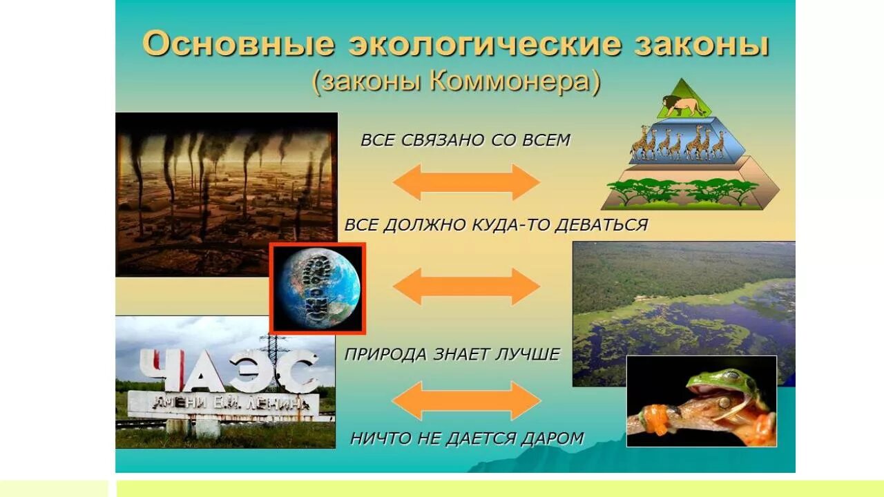 Как называется закон экологии который он иллюстрирует. Законы природы примеры. Законы природы экология. Пример закона в экологии всё связано со всем. Закон все связано со всем.