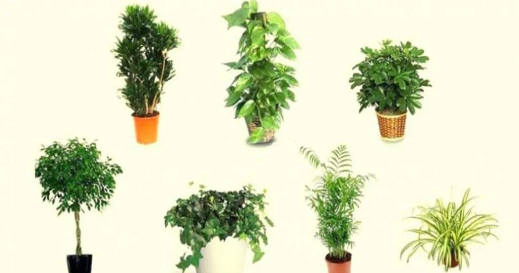 Комнатные растения для очистки воздуха. Растения очищающие воздух. Цветы для очистки воздуха в квартире. Комнатные растения для очистки воздуха от пыли. Деревья лучше очищающие воздух