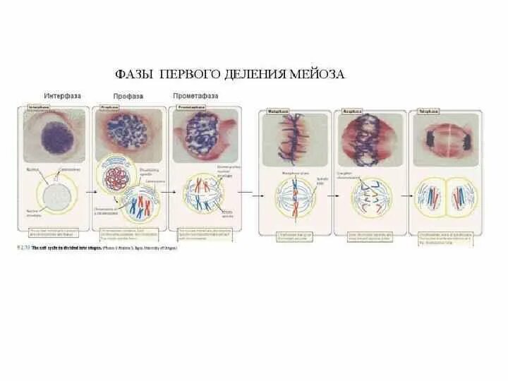 Фазы мейоза микроскоп. Мейоз гистология. Стадии профазы 1 мейоза под микроскопом. Мейоз деление 1 профаза 1. Мейоз в зародышевых клетках