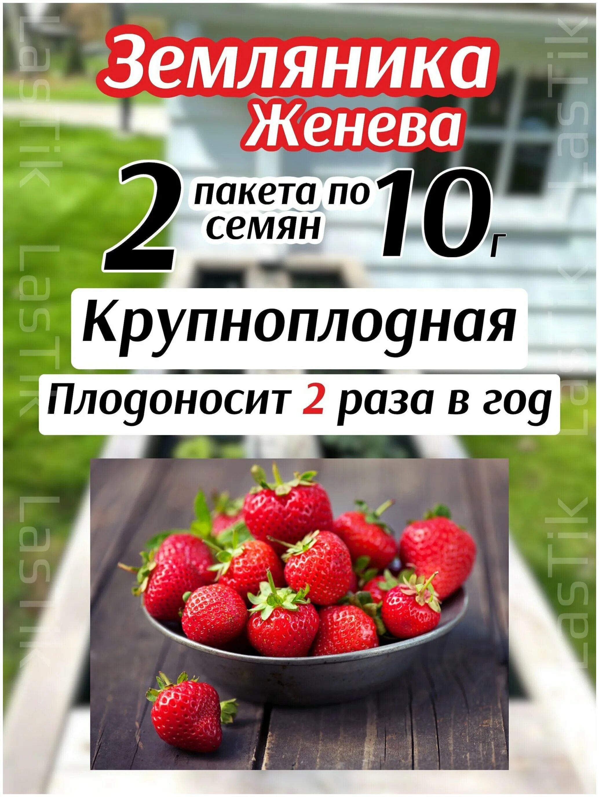 клубника грандиан f1. виктория женева ремонтантная. земляника крупноплодная женева. земляника женева. земляника женева описание.