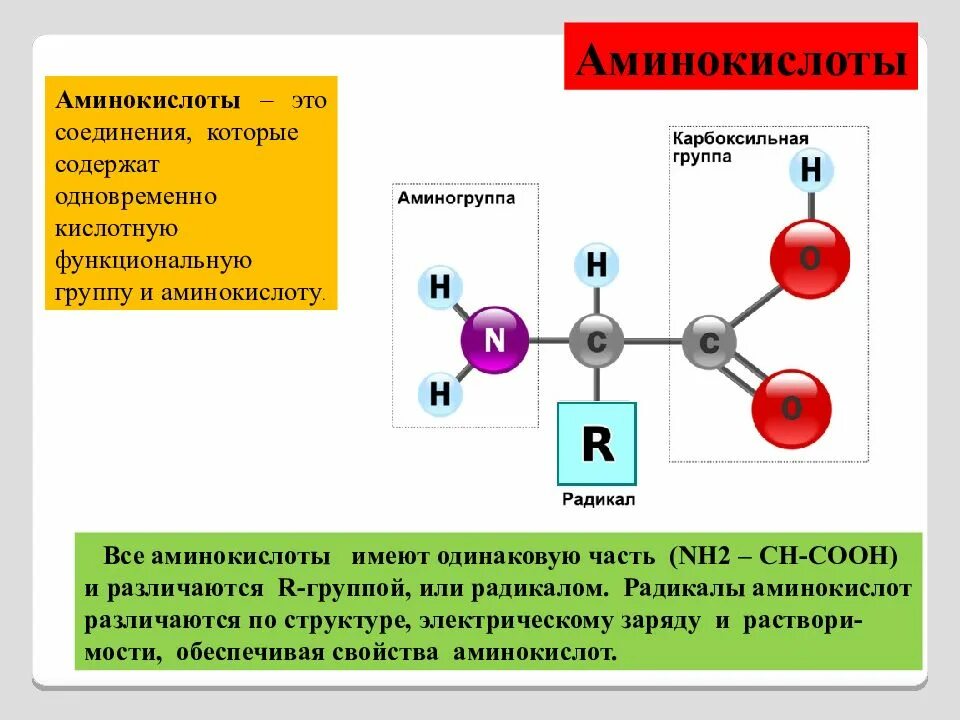 Функциональной группой аминов является. Функциональные группы аминокислот. Альфа аминогруппа аминокислоты это. Аминокислоты какие соединения. Соединение аминокислот.