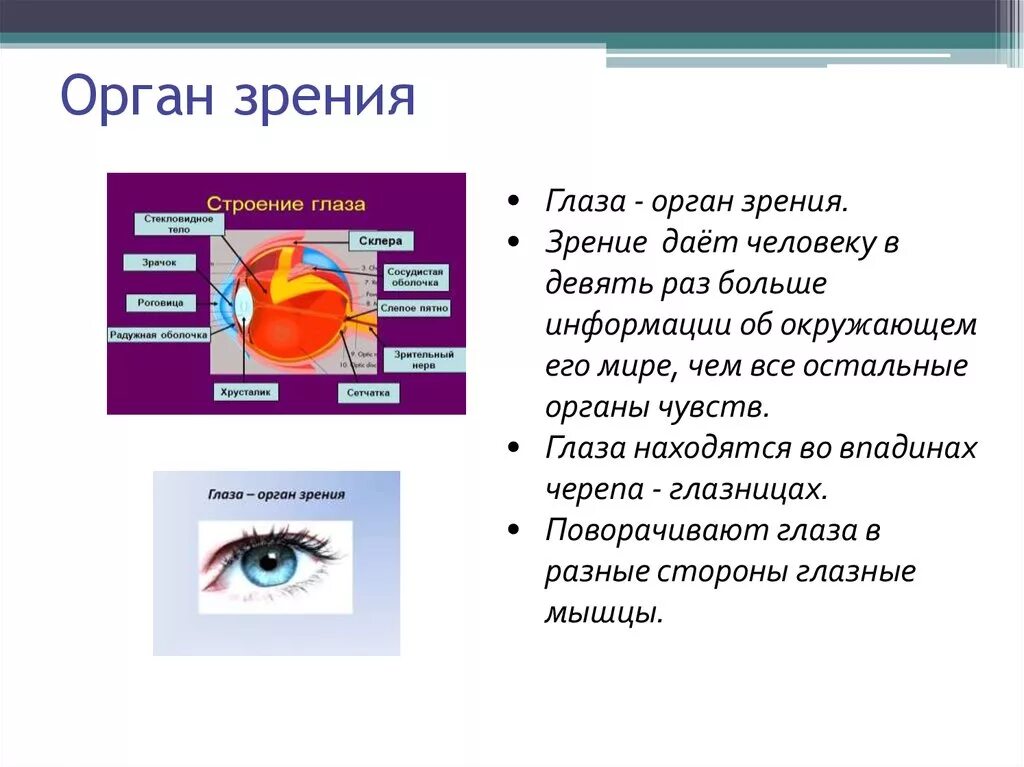 Органы чувств человека зрение. Глаза орган зрения. Зрение орган чувств глаз. Строение органов чувств.