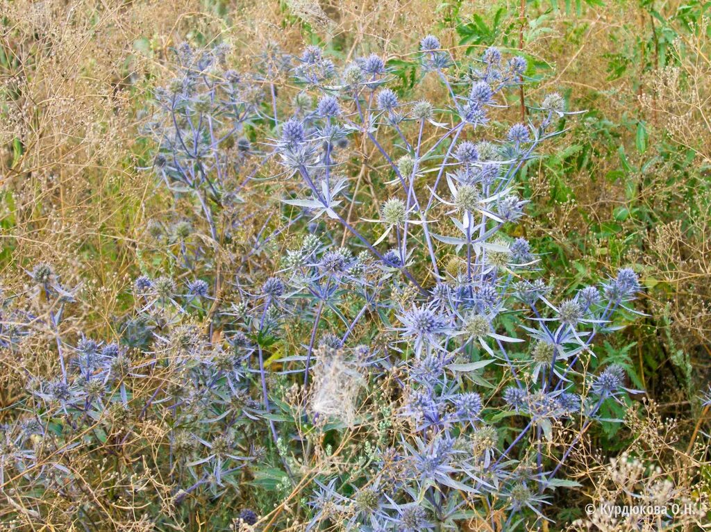 Рисовый сорняк сканворд. Сорняк синеголовник. Синеголовник Ливенфорта (Eryngium leavenworthii).. Eryngium Planum l.. Синеголовник Альпийский Planum сухоцвет зимой.