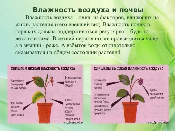 В условиях комнатных температур. Комнатные растения влажность. Влажность воздуха для комнатных растений. Влажность почвы комнатных растений. Влажность для комнатных цветов.