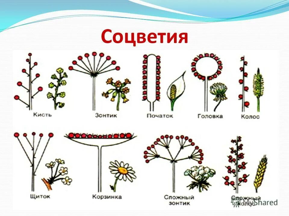 Соцветия покрытосеменных растений. Соцветия семейств покрытосеменных. Схемы типов соцветий покрытосеменных растений. Сиконий соцветие.