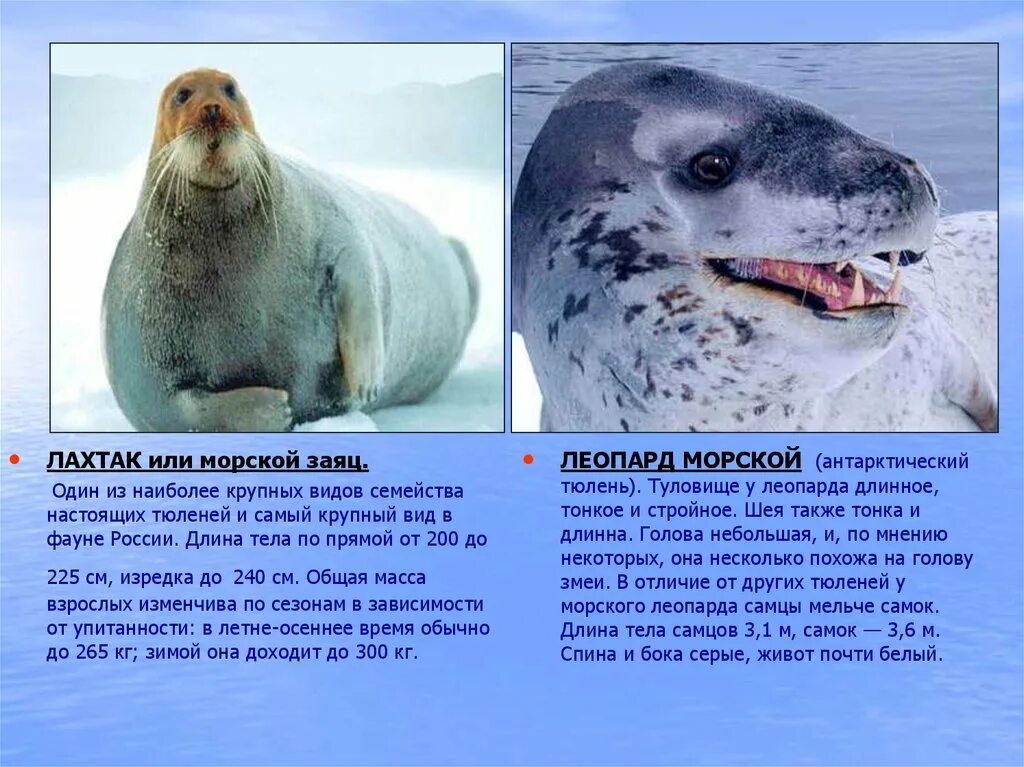 Тюлени самые игривые из ластоногих тип текста