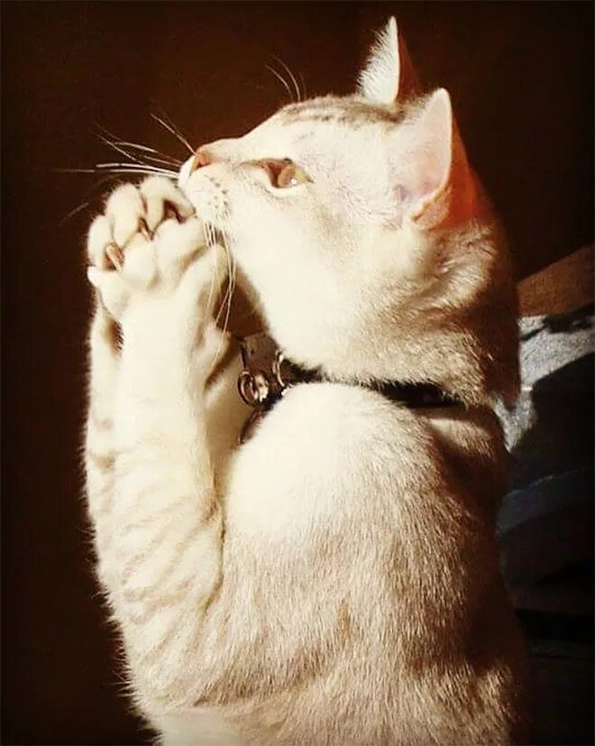 Молящаяся кошка